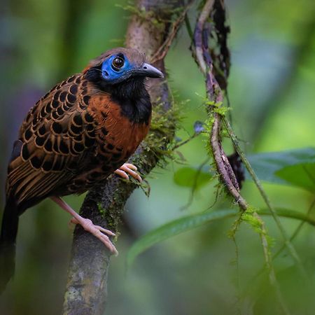 Serenity Rainforest Condos La Fortuna Екстериор снимка