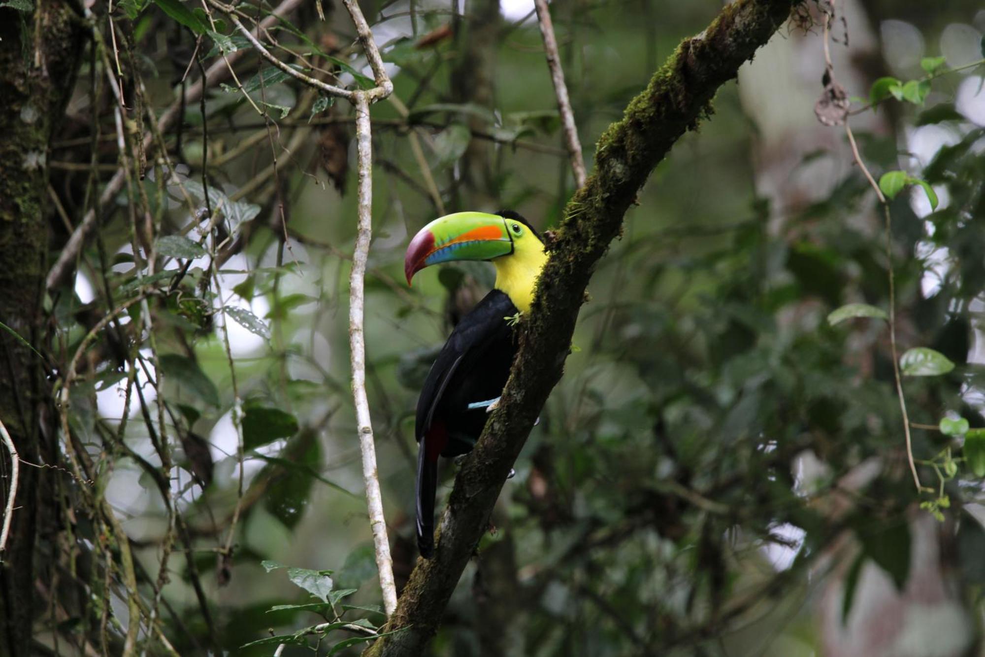Serenity Rainforest Condos La Fortuna Екстериор снимка